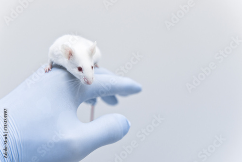 Laboratory experimental mouse on the researcher's hand