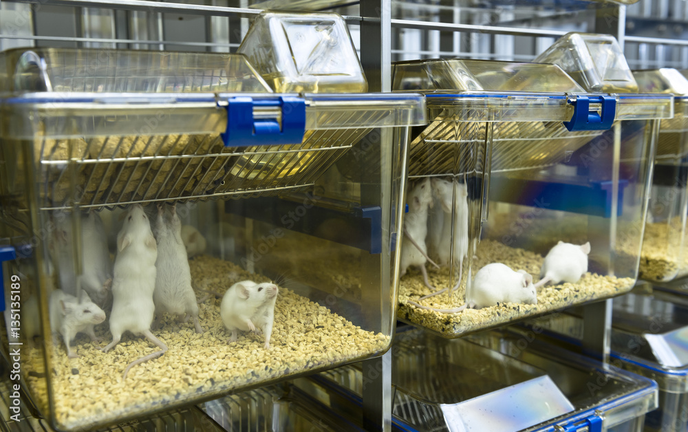 Experimental laboratory mice are raised in the IVC, Individually ventilated  cages system protecting from bacterial infection Stock Photo | Adobe Stock