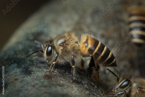 Honey Bee in Nature Background. © apisitwilaijit29