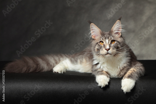 Kitten of Maine coon