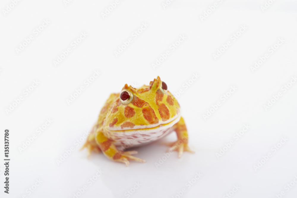 Obraz premium Argentine Horned Frog