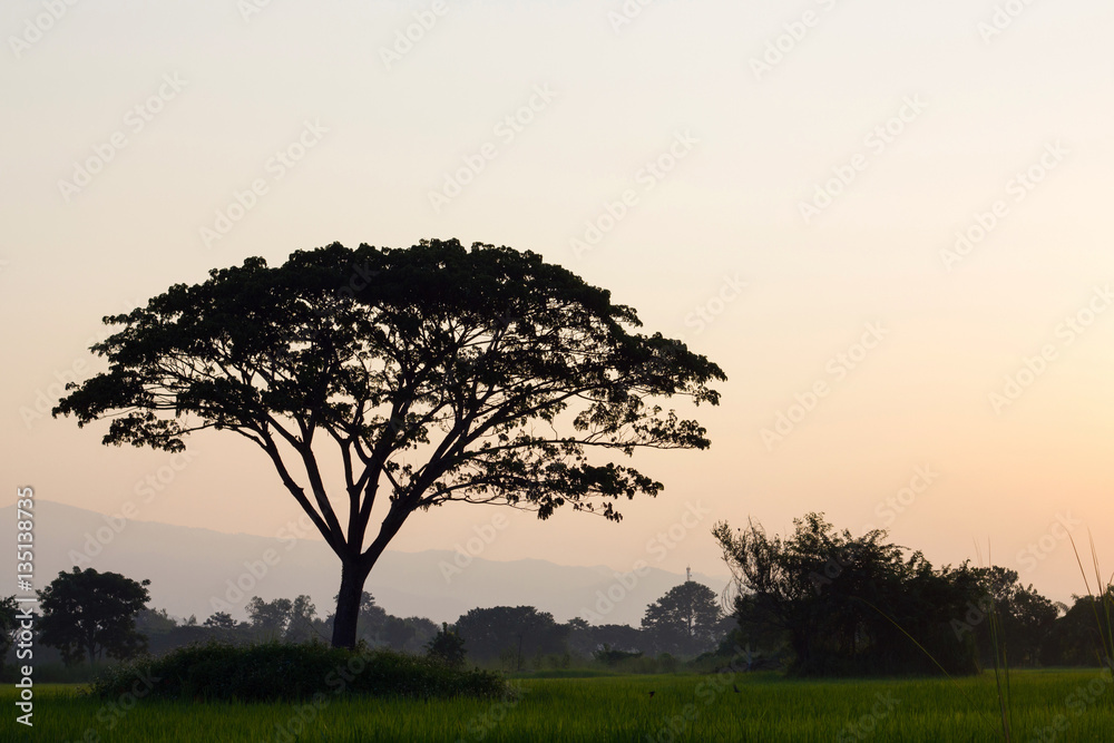 silhouette of big tree and field in the evening.