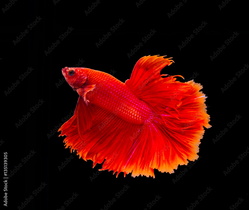 closeup red beautiful small siam betta fish with isolate backgro closeup red beautiful small siam betta fish with isolate backgro