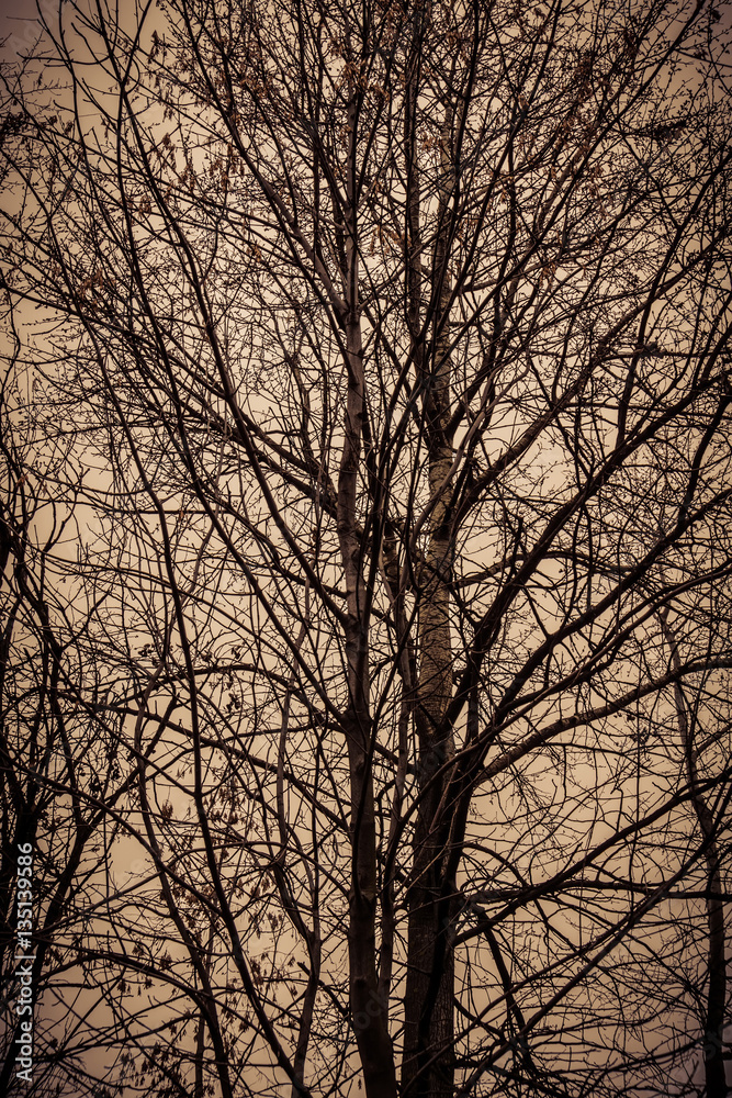 Leafless Tree Branches Retro