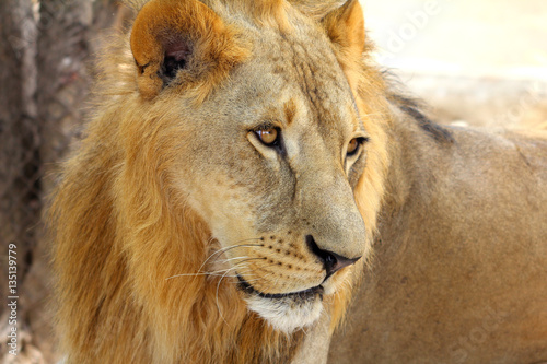 Fototapeta Naklejka Na Ścianę i Meble -  Male African Lion (Panthera leo) portrait