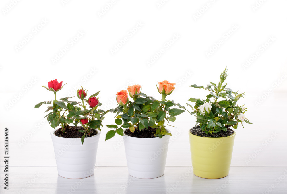 Three miniature rose plant