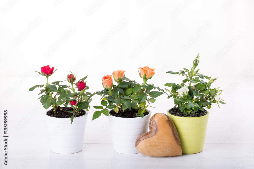 Three miniature rose plant