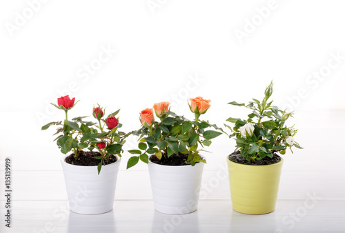 Three miniature rose plant photo
