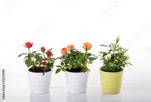 Three miniature rose plant