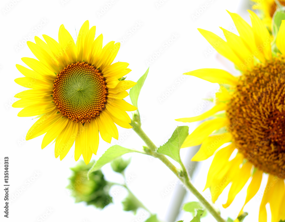 Obraz premium Sunflower