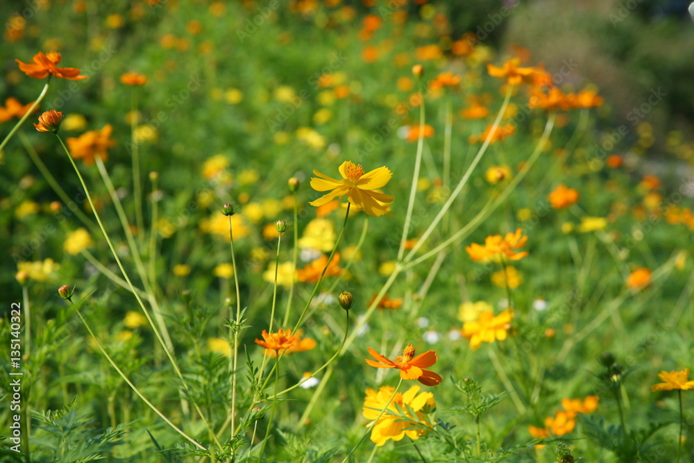 Fototapeta premium Orange flowers / Orange flowers in summer