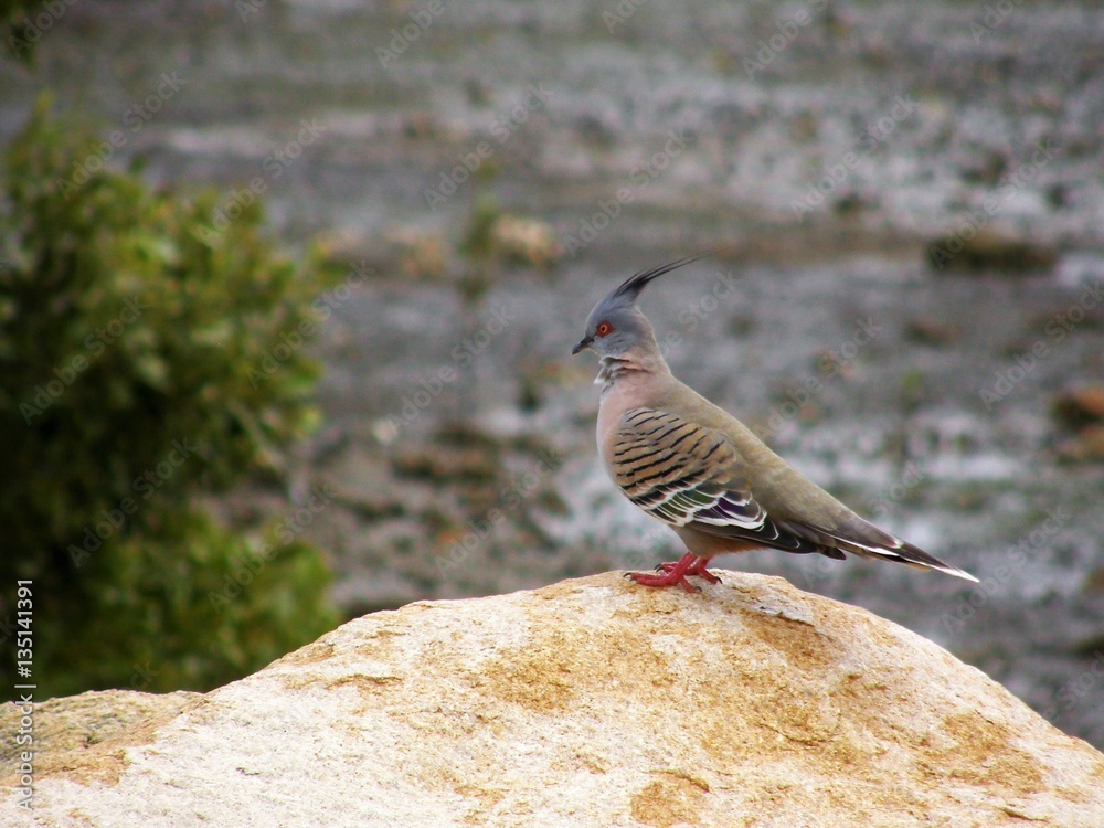 Crested Pigeon Manly Qld 2007 Crested Pigeon Manly Qld 2007