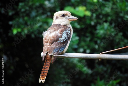 Laughing Kookaburra Brisbane Qld 2010