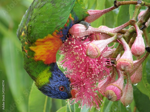 Rainbow Lorikeet Rockhampton Qld 2008