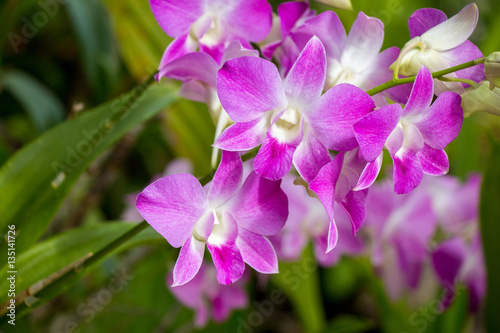 Close up beautiful orchid flower in the garden.