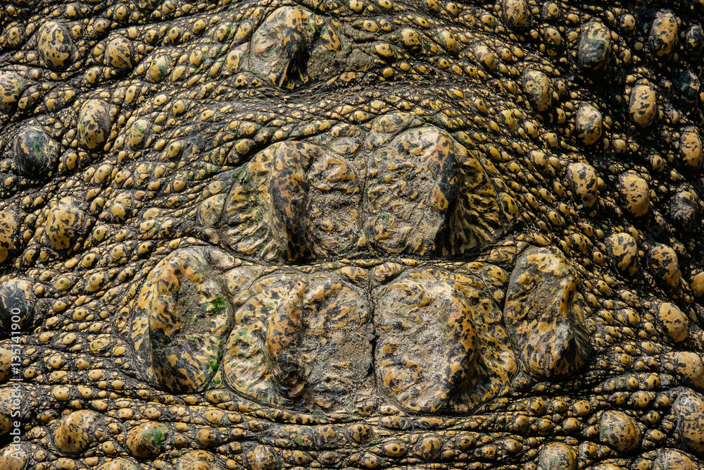 Close up skin real crocodile for background and texture