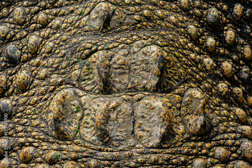 Close up skin real crocodile for background and texture