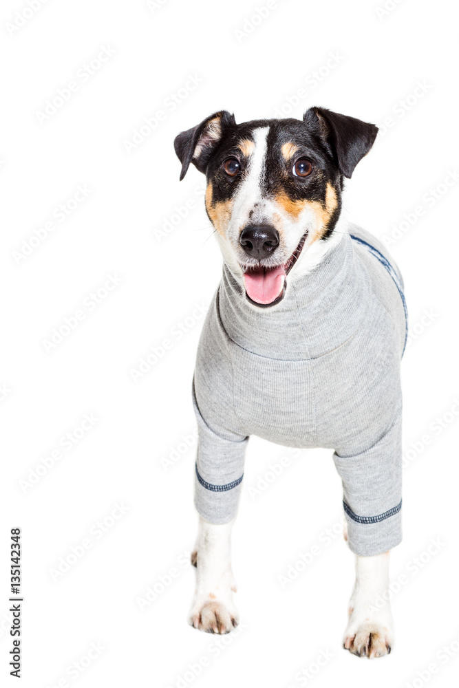 Fototapeta premium Fox terrier posing in studio on white background. isolated