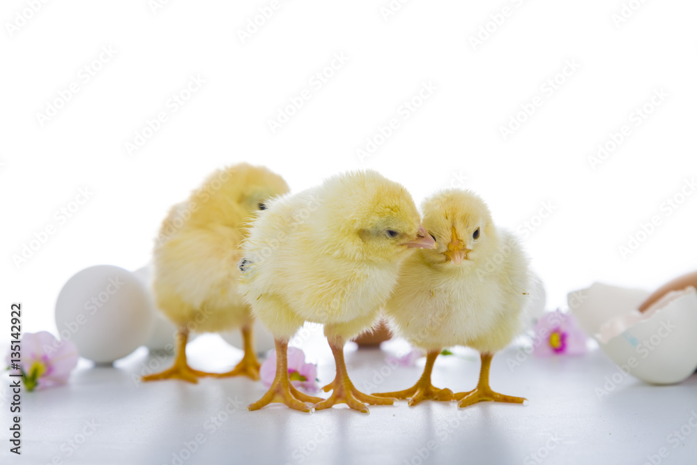 Obraz premium Fluffy little yellow chickens on a white background.