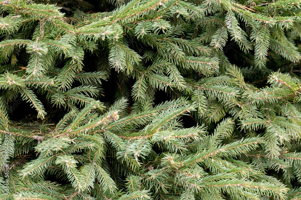 Spruce Tree Branches
