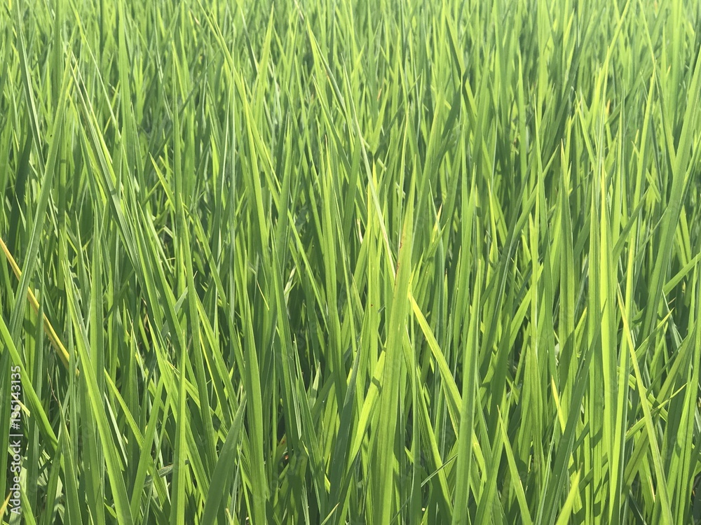 Rice Plant @ Thailand. Rice Plant @ Thailand.