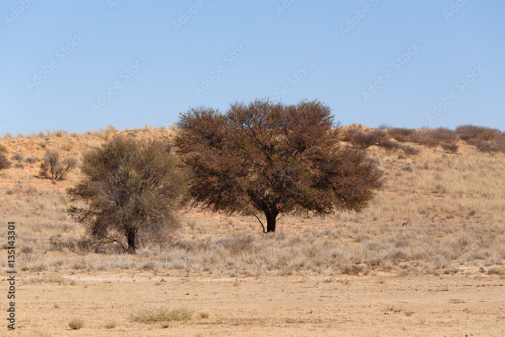 Obraz premium Dry kalahari desert landscape, Kgalagady, South Africa safari wilderness