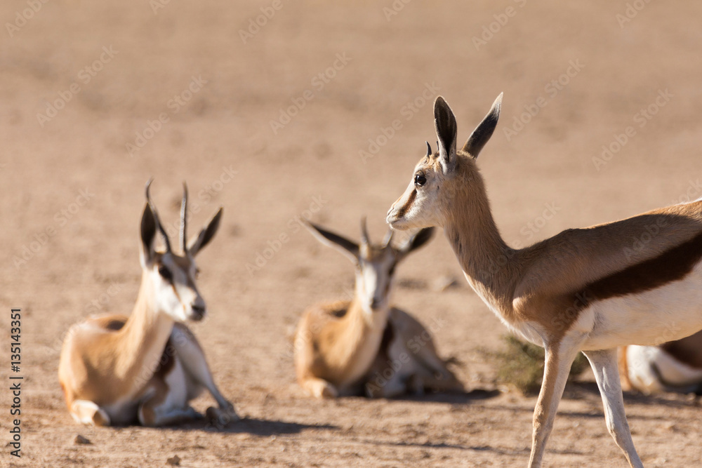 herd of springbok, Africa safari wildlife herd of springbok, Africa safari wildlife