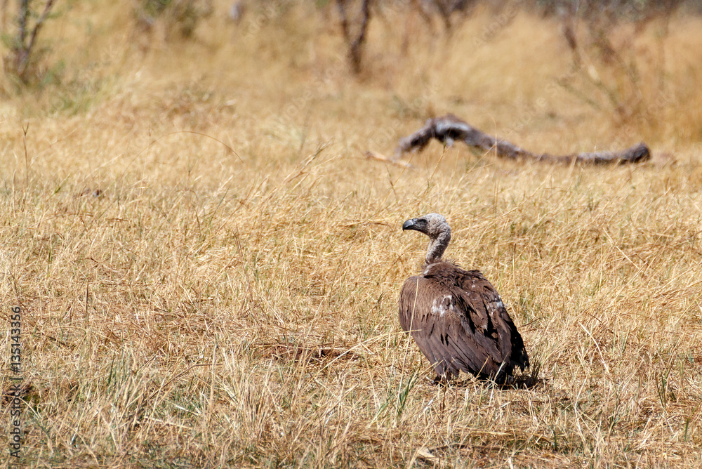 White backed vulture, Namibia Africa safari wildlife and wilderness