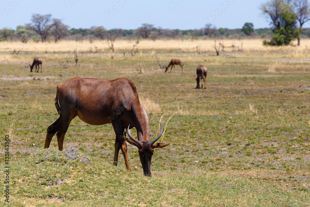 antelope tsessebe Africa safari wildlife and wilderness antelope tsessebe Africa safari wildlife and wilderness