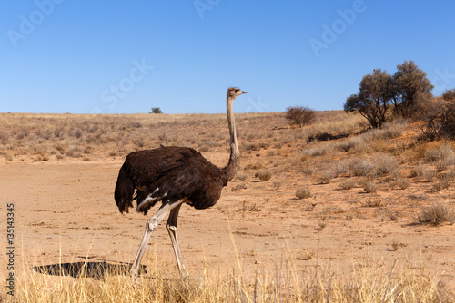 Ostrich, Kgalagadi, South Africa, safari wildlife
