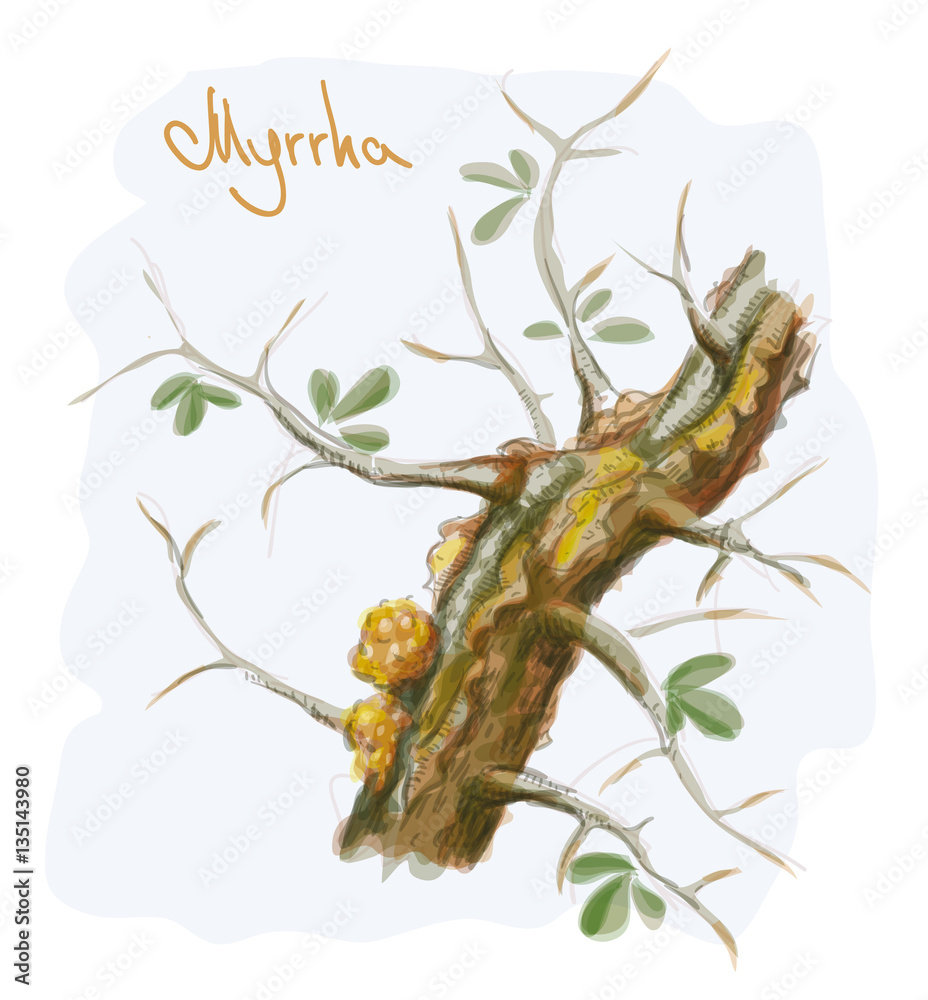 Naklejka premium Commiphora myrrha tree with resin. Watercolor imitation. Vector