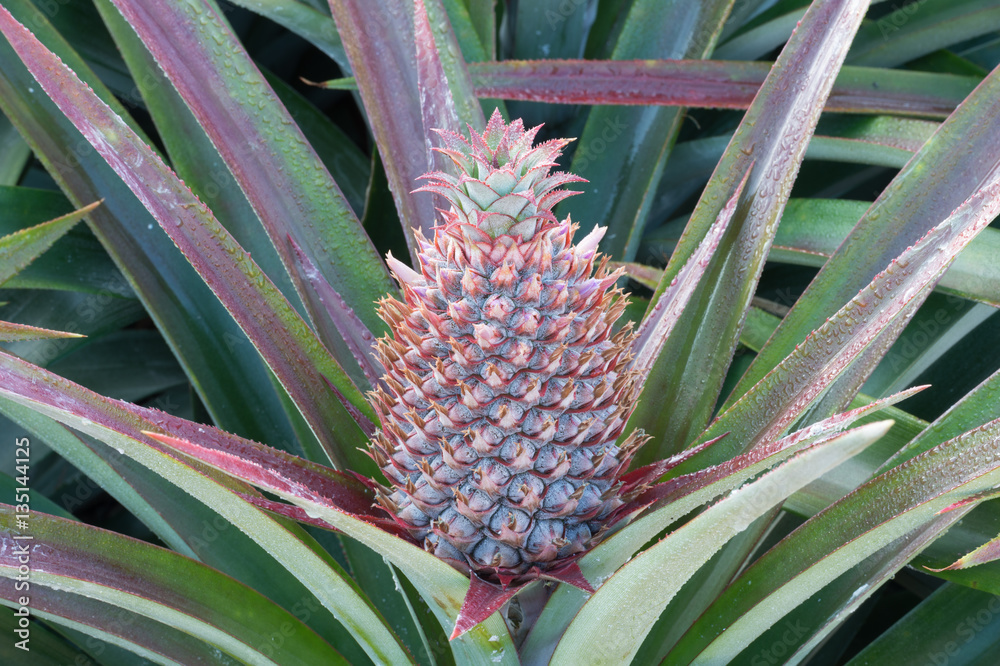 pineapple on pineapple field.Farm agriculture concept. pineapple on pineapple field.Farm agriculture concept.