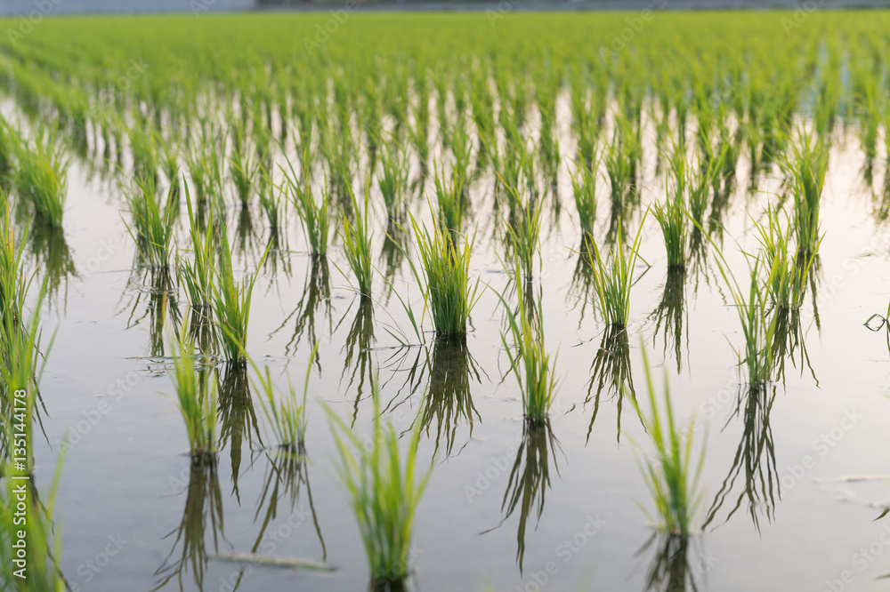 Obraz premium View of Young rice sprout ready to growing in the rice field