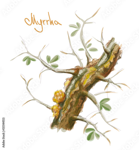 Commiphora myrrha tree with resin. Watercolor imitation. Vector photo