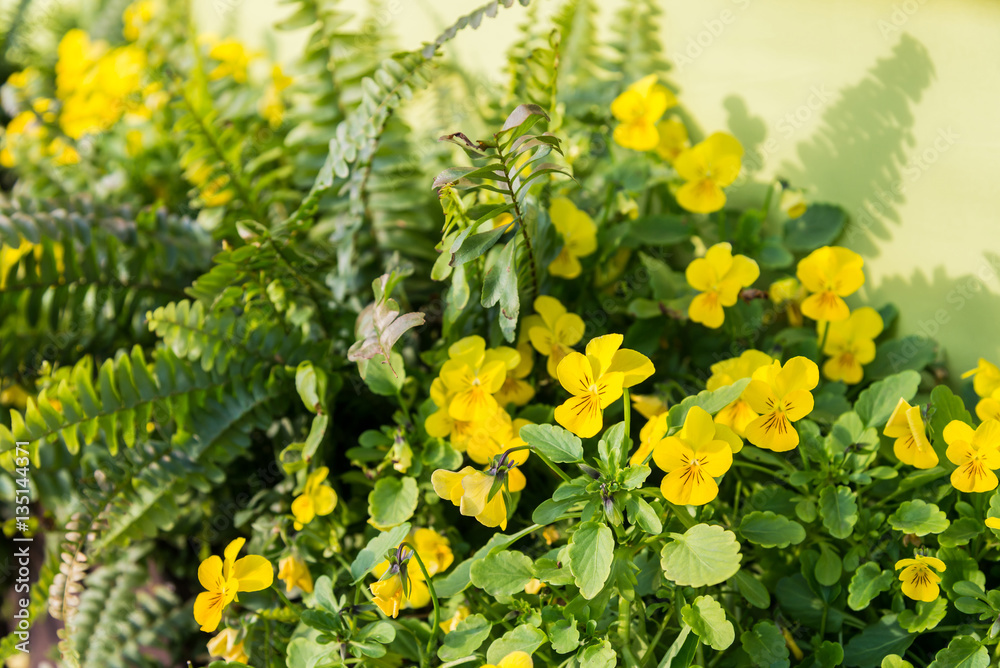 flowering yellow pansies in the garden in sunny day flowering yellow pansies in the garden in sunny day