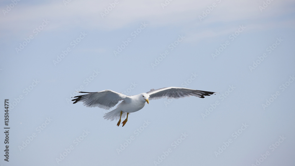 Beautiful seagulls soaring in the blue sky Beautiful seagulls soaring in the blue sky