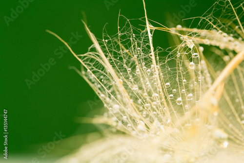 Dandelion seeds with water drops on natural background
