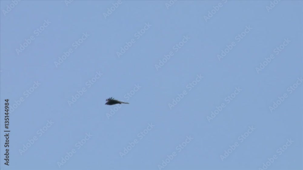 Wildlife flying bird silhouettes Wildlife flying bird silhouettes