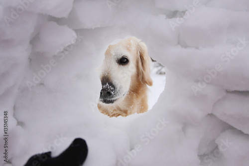 Mountain rescue golden retriever dog in the snow