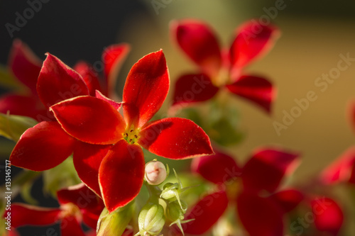 Kalanchoe blossfeldiana - Red flowers of succulent plants. 