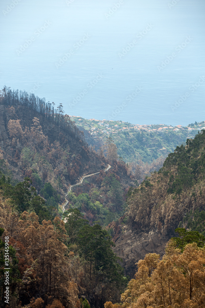 World heritage forests of Madeira terribly destroyed by fires in 2016. Some of trees have enormous will of life and survived this disaster.