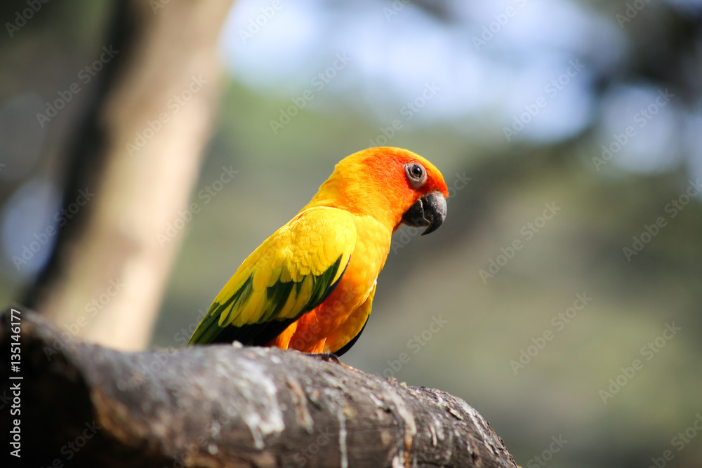 Bright orange parrot