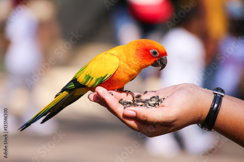 Feeding bright orange parrot