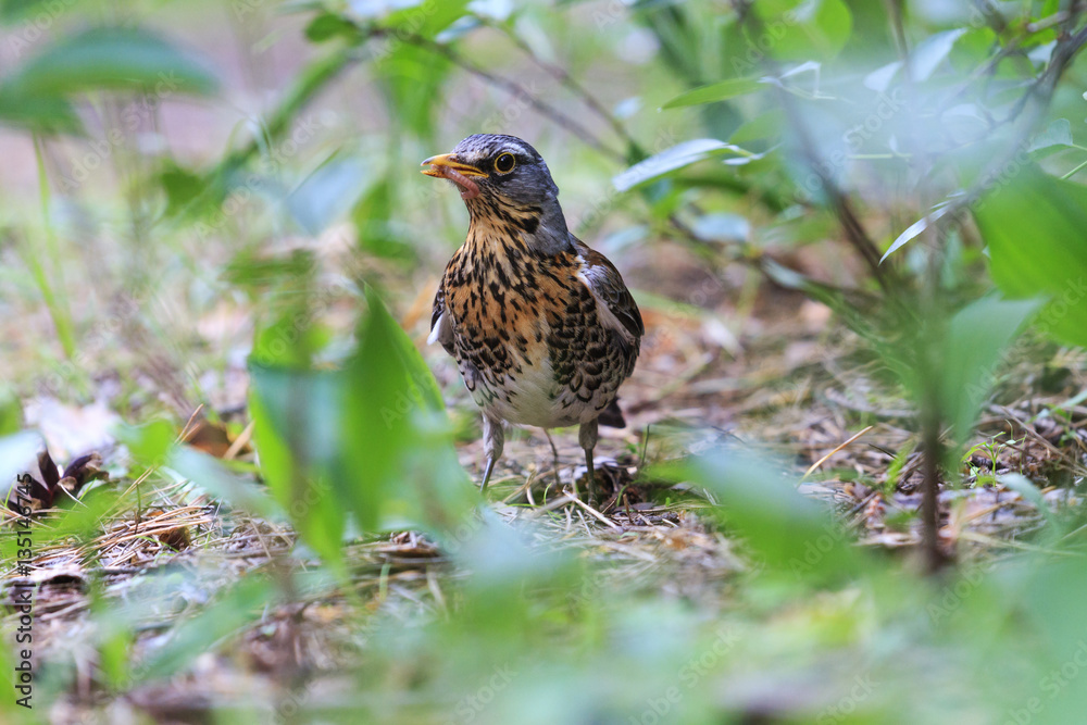 fieldfare , Turdus pilaris holds earthworm in its beak fieldfare , Turdus pilaris holds earthworm in its beak