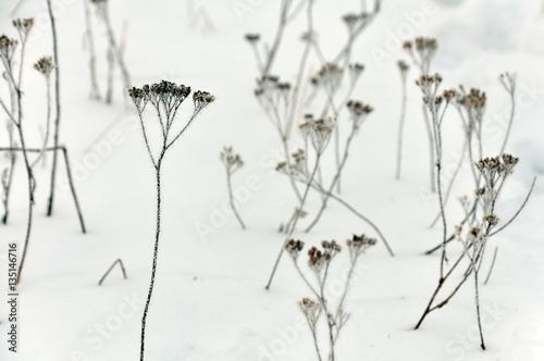 Dry weeds close up on a background of white snow in winter.