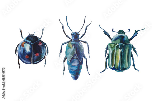 watercolor drawing beetles set