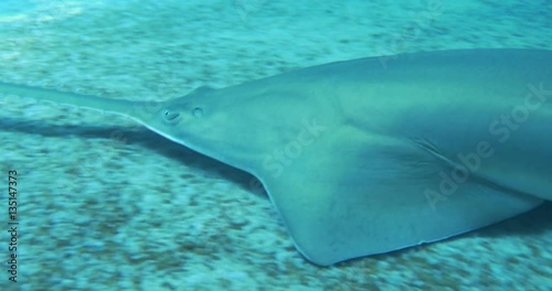 A Longcomb Sawfish swimming on the sea bed photo