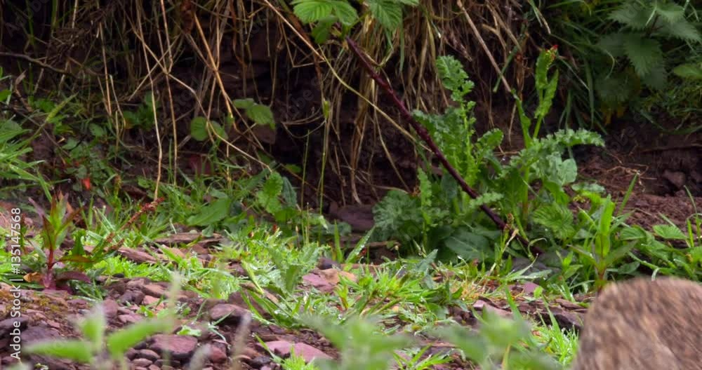 Two Wild Rabbits run for cover when their eating is disturbed Two Wild Rabbits run for cover when their eating is disturbed