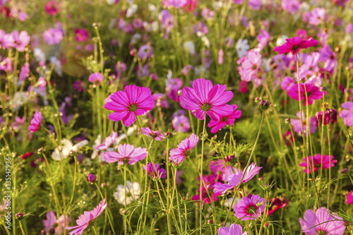Cosmos flowers blooming in the morning