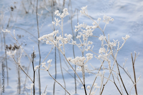 Dry weeds covered with snow and hoarfrost close up in winter.